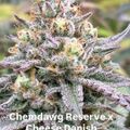 A mature cannabis plant with dense, frosty buds covered in white trichomes and orange pistils, photographed on day 42 of flowering