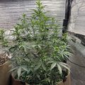 Indoor grow tent with plants under LED lighting