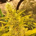 Cannabis plant with yellow-green leaves and flowering buds growing outdoors