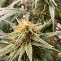 Cannabis plant with flowering bud showing orange pistils and green leaves