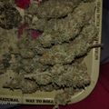 Several dried cannabis buds displayed on rolling papers
