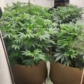 Indoor plants growing in containers under artificial lighting in a basement or grow room setup