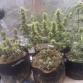 Indoor plants growing in fabric pots under controlled lighting conditions