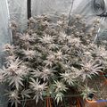 Indoor growing setup with plants under protective covering and ventilation equipment
