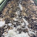 Soil in a planting container with white fuzzy mold growth on the surface