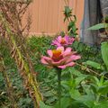Garden scene with pink and red flowers blooming among green foliage near a wooden fence