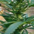 A tall green plant with serrated leaves growing in what appears to be a greenhouse or indoor growing environment