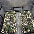 Indoor grow tent with camouflage-patterned hydroponic growing bags and small plants inside