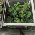 A hydroponic growing system with green leafy plants in a white PVC pipe frame container placed on fabric material