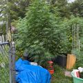 A backyard garden area with large leafy plants growing in containers, surrounded by a chain-link fence and various gardening supplies including tarps and planters.
