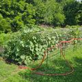 A vegetable garden with climbing plants growing on wire trellises, surrounded by green grass and trees, with a red garden hose on the ground.