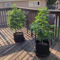 Two potted plants growing on a wooden deck with railings and a house in the background