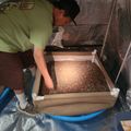 A person in a green shirt and cap working with what appears to be an aquaculture or research setup, tending to a rectangular container filled with small particles or substrate material inside a tent-like structure.