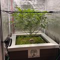 Indoor hydroponic growing setup with LED lights, ventilation fan, and plant in white growing container inside reflective tent enclosure