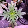 Young cannabis plant with serrated leaves growing in a purple-tinted indoor growing environment