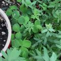 Young green seedlings and plants growing in dark soil in a white-rimmed planter