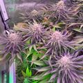 Indoor plants growing under purple LED grow lights in a cultivation tent