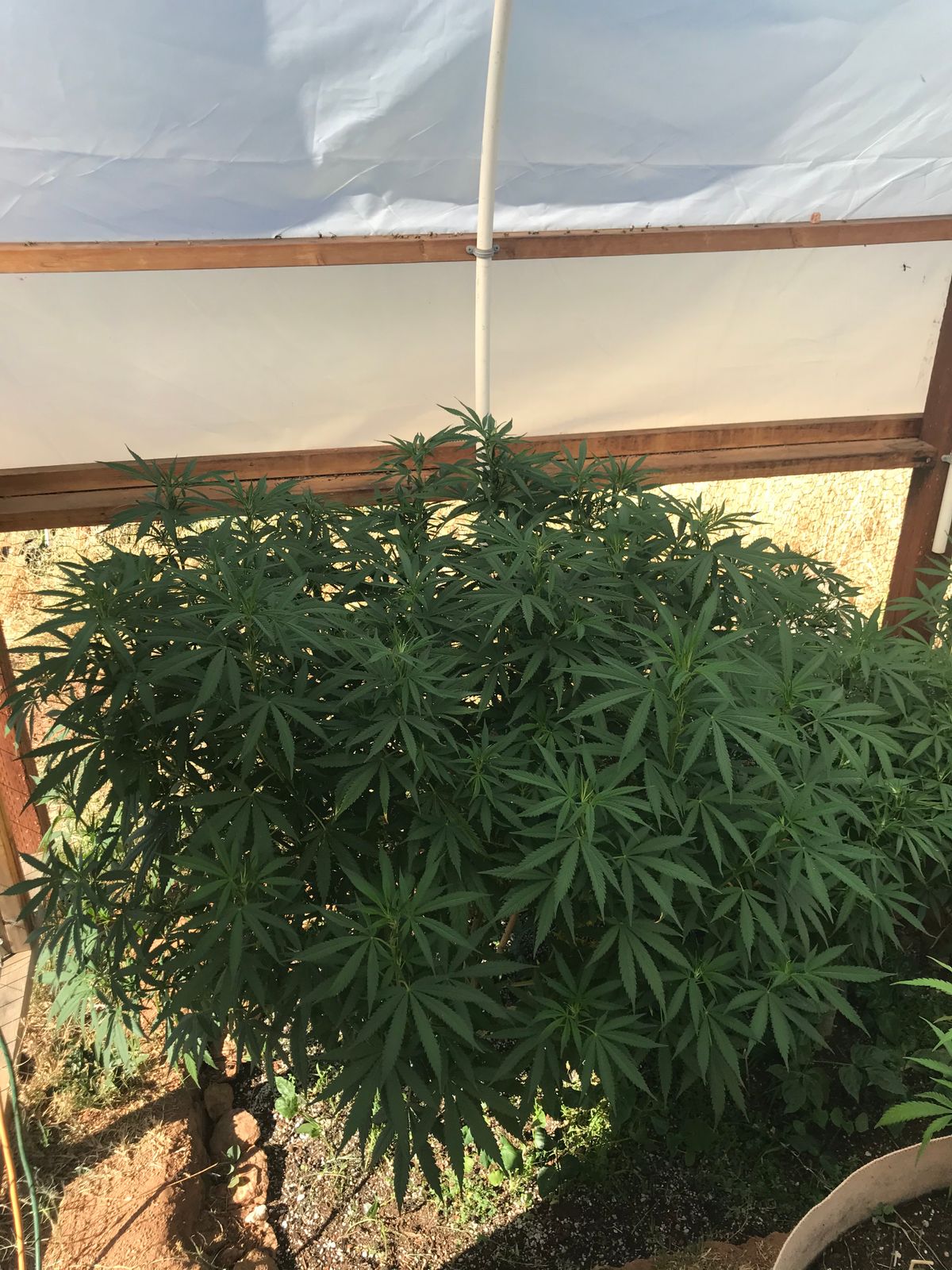 Bulk Peat Moss for Sale Canadian Sphagnum Peat Moss BuildASoil