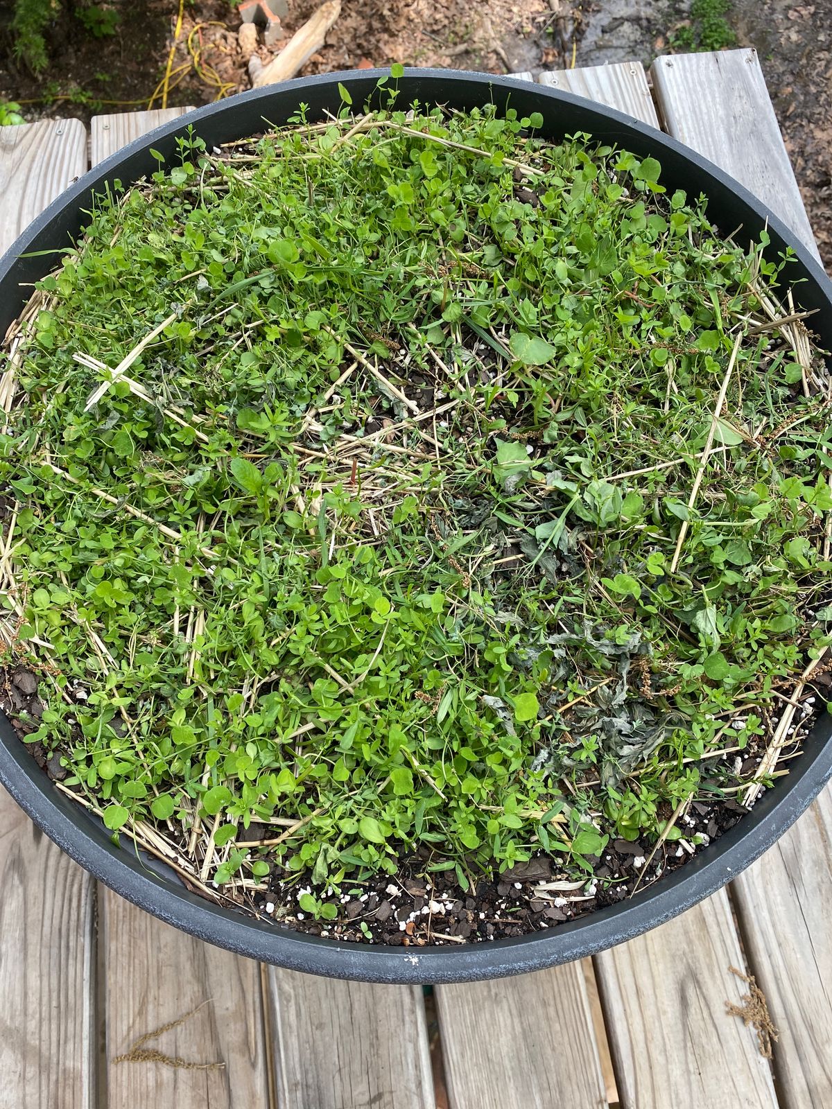 A large round black planter filled with green seedlings and small plants growing in soil, sitting on wooden decking