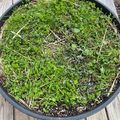 A large round black planter filled with green seedlings and small plants growing in soil, sitting on wooden decking