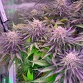 Indoor plants growing under purple LED grow lights in a cultivation setup