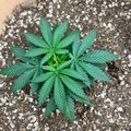 Young plant with serrated leaves growing in soil with white perlite in a fabric pot
