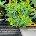 Young cannabis plants growing in white containers on a wooden deck surface