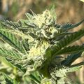 Green plant with serrated leaves covered in white crystalline structures, likely frost or trichomes, photographed outdoors in natural lighting