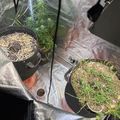 Indoor growing setup with plants in containers under reflective material