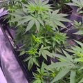 Indoor plants growing under purple grow lights in a cultivation setup