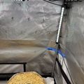 Indoor growing setup with LED lights, ventilation system, and a small plant growing in straw mulch inside a grow tent