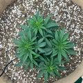 Young cannabis plants growing in a fabric pot with perlite growing medium