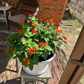 A potted plant with red flowers sits on a wicker chair on a brick patio next to outdoor furniture