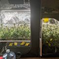 Indoor growing setup with plants under artificial lighting in reflective tents
