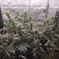 Indoor plants growing in pots under artificial lighting in a controlled environment