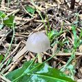 A small white mushroom growing among green grass and fallen brown leaves on the forest floor