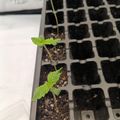 Young seedlings with serrated green leaves growing in black plastic seed starting trays with soil