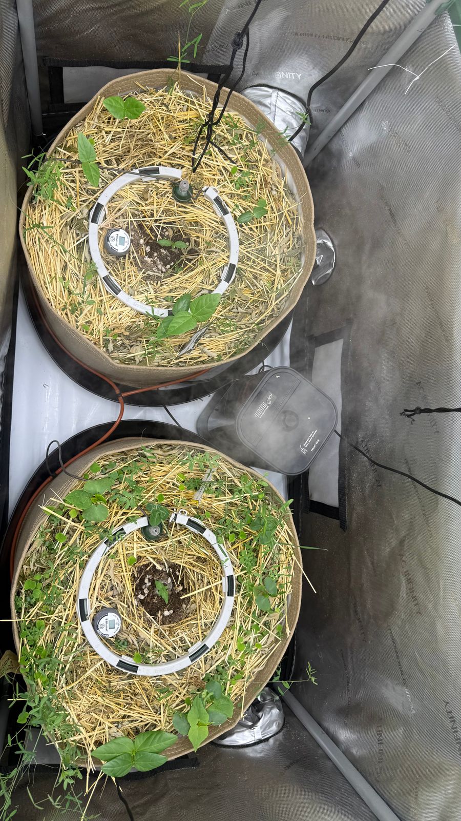 Two circular growing containers with straw mulch and green plants inside a grow tent setup