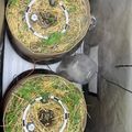 Two circular growing containers with straw mulch and green plants inside a grow tent setup