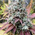Cannabis plant with purple and green leaves covered in white trichomes during flowering stage