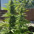 Large green leafy plant growing in a backyard garden with wooden fence and building in background