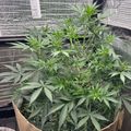 Indoor plants growing in a pot under artificial lighting