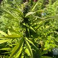 A green leafy plant growing outdoors in a garden setting with other vegetation in the background