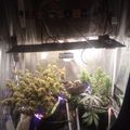 Indoor growing setup with plants under artificial lighting in a reflective tent enclosure