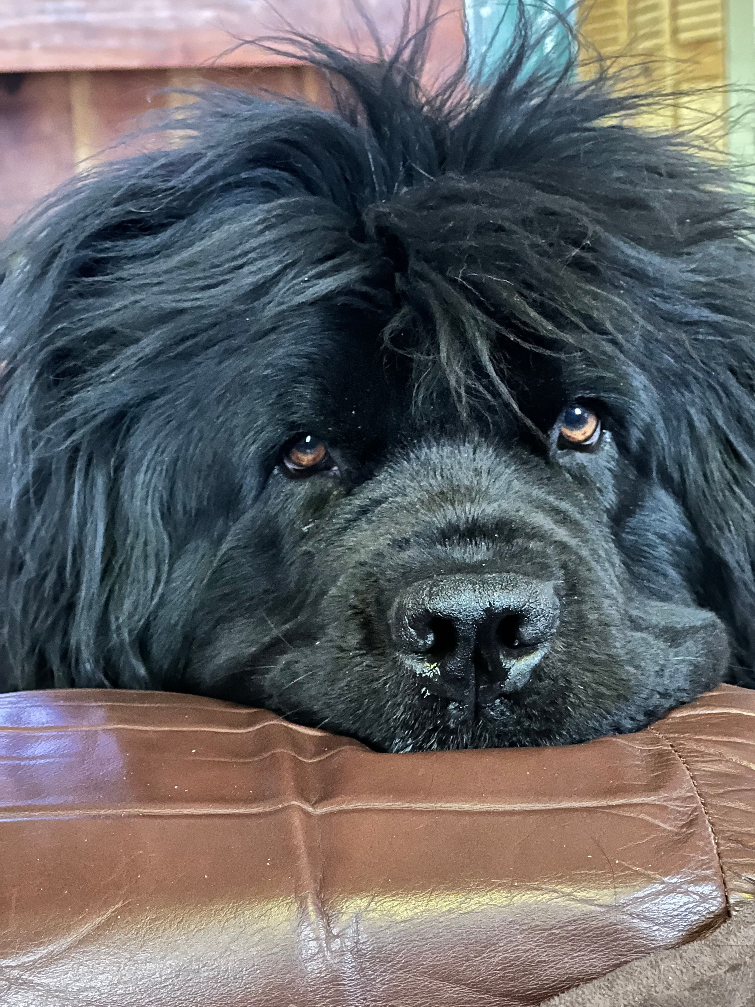Labrador Newfoundland Dog Huge Newfoundland Dog Breed