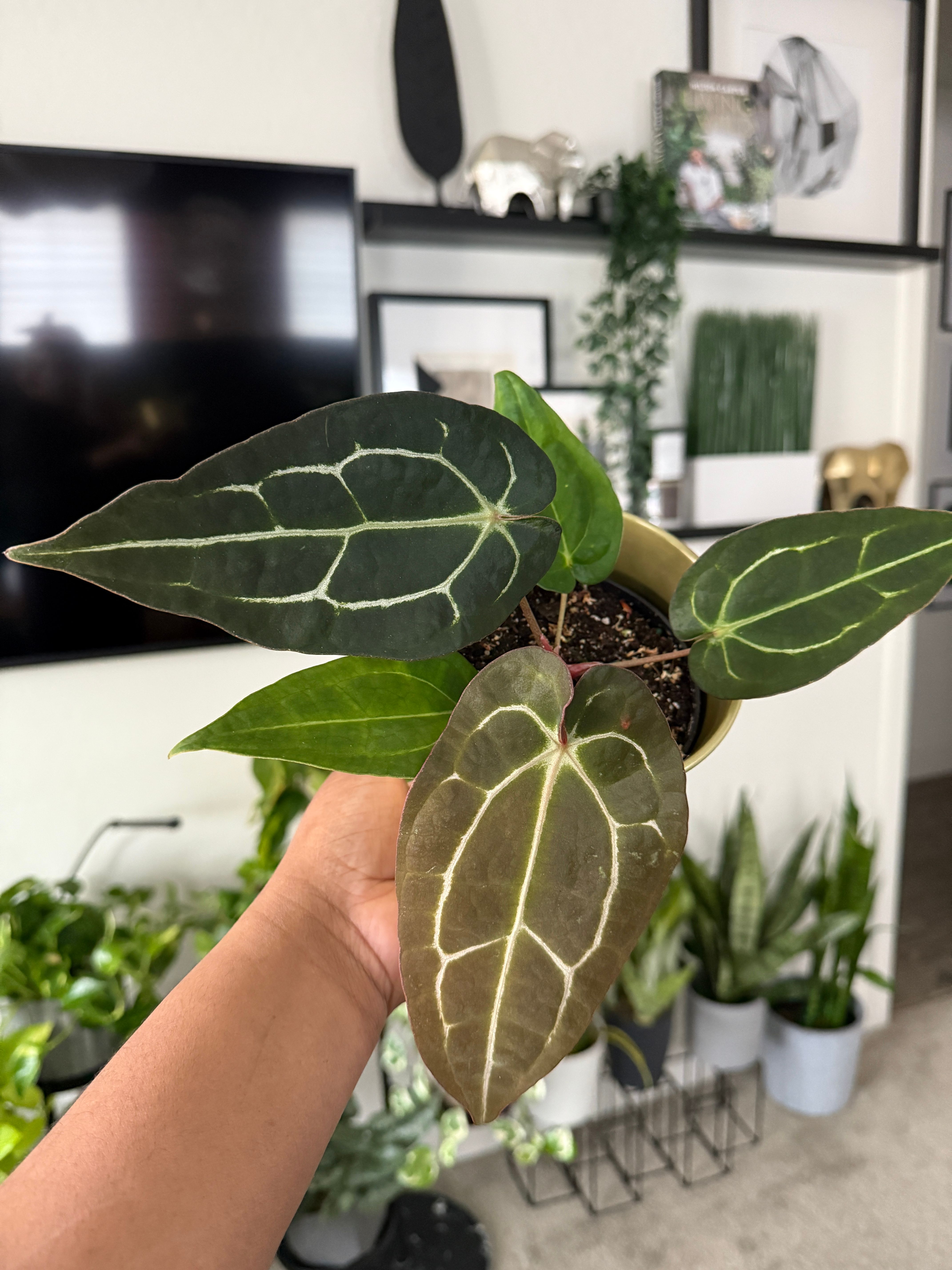 その他観葉植物 Anthurium calablackiae Anthurium Carlablackiae 4” – Rare Foliage Plant Co