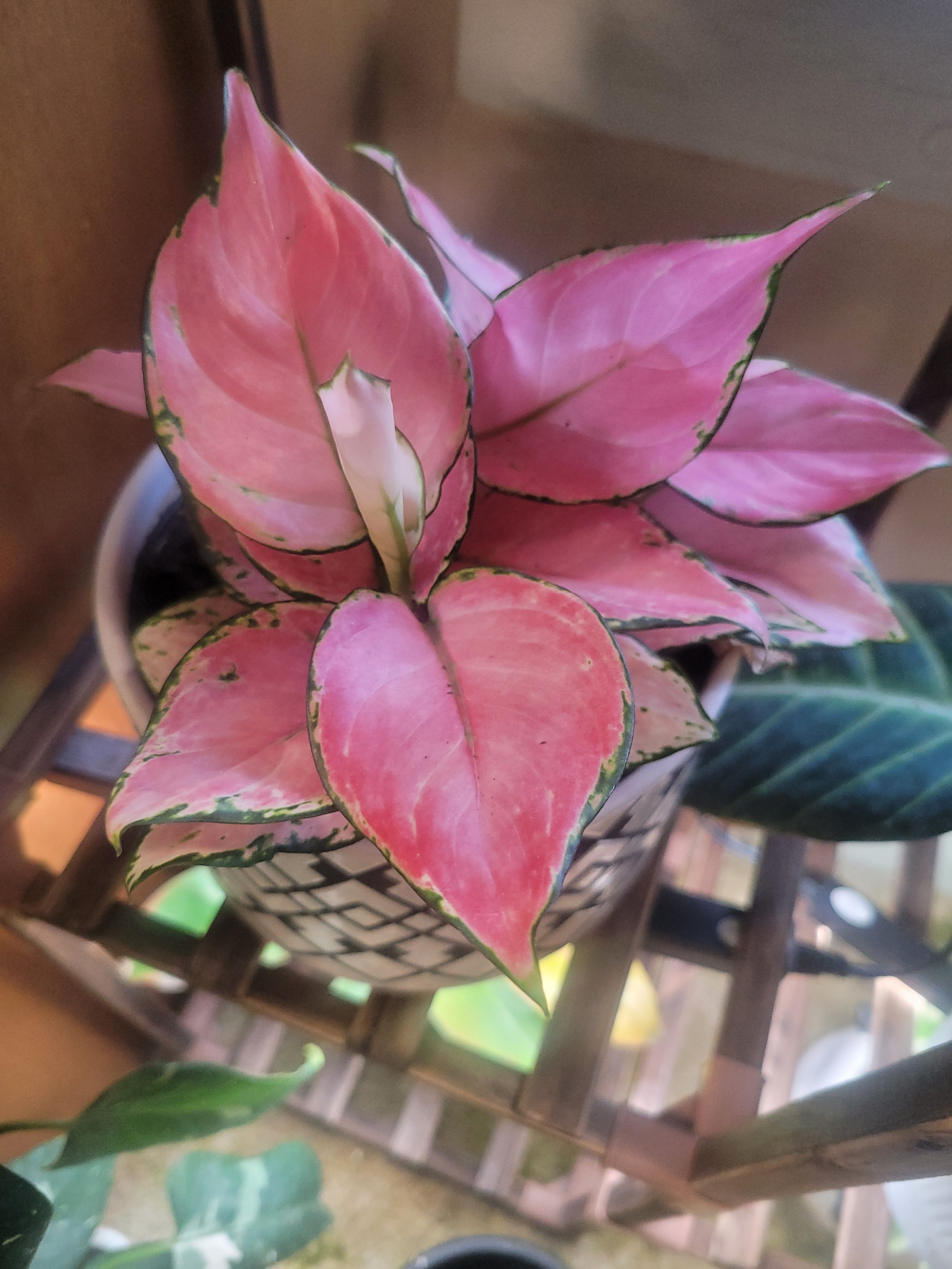 その他観葉植物 Aglaonema Pink Lookbay Aglaonema Pink Lookbay - メルカリ