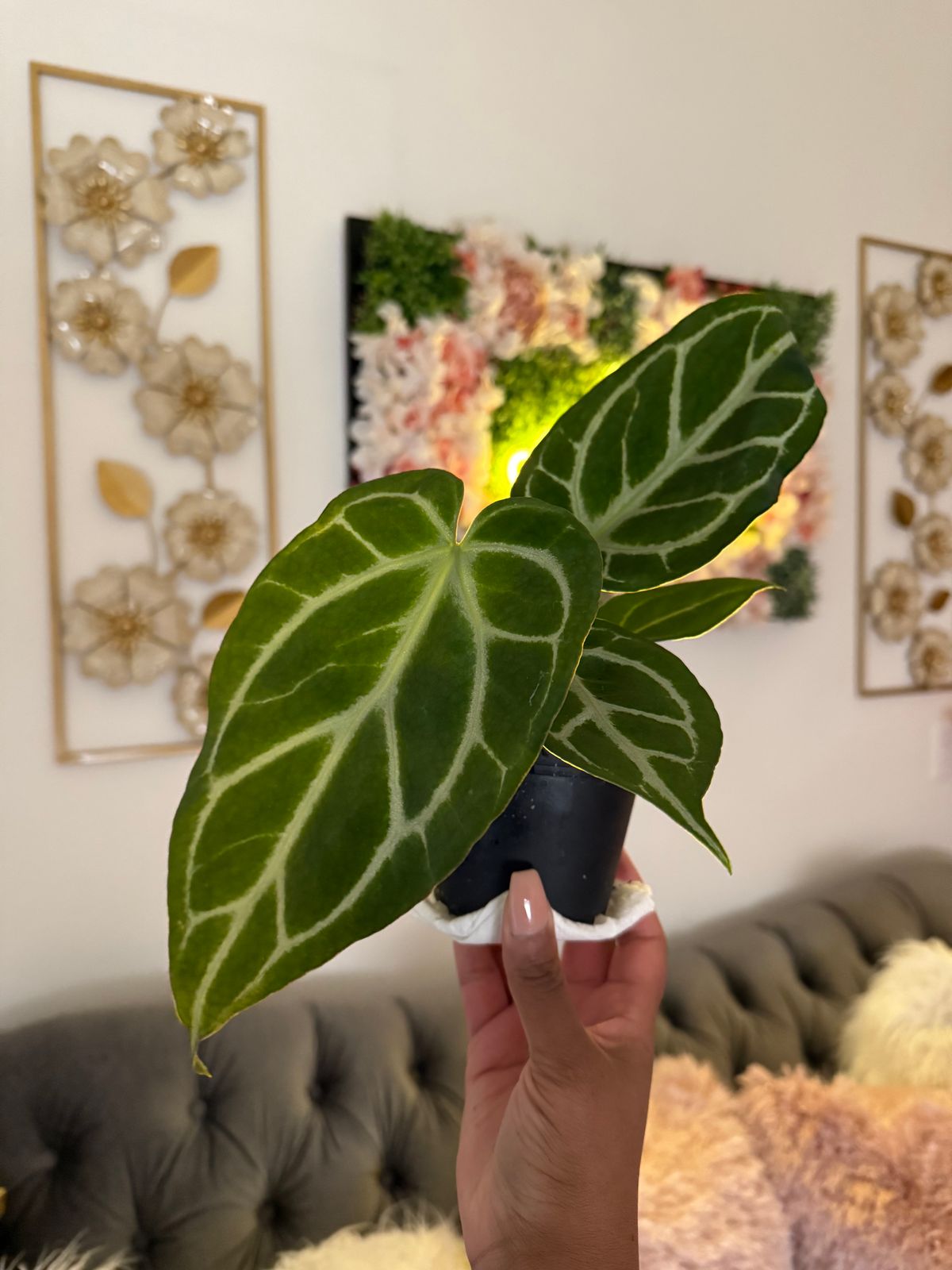 Red Crystallinum × Silver Blush/アンスリウム⑤ Anthurium “Red Crystal Blush” — All The Plant Babies