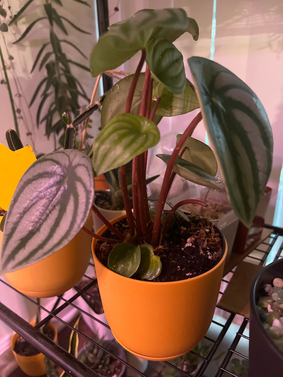Peperomia argyreia variegated / 極斑入り スイカペペロニア③