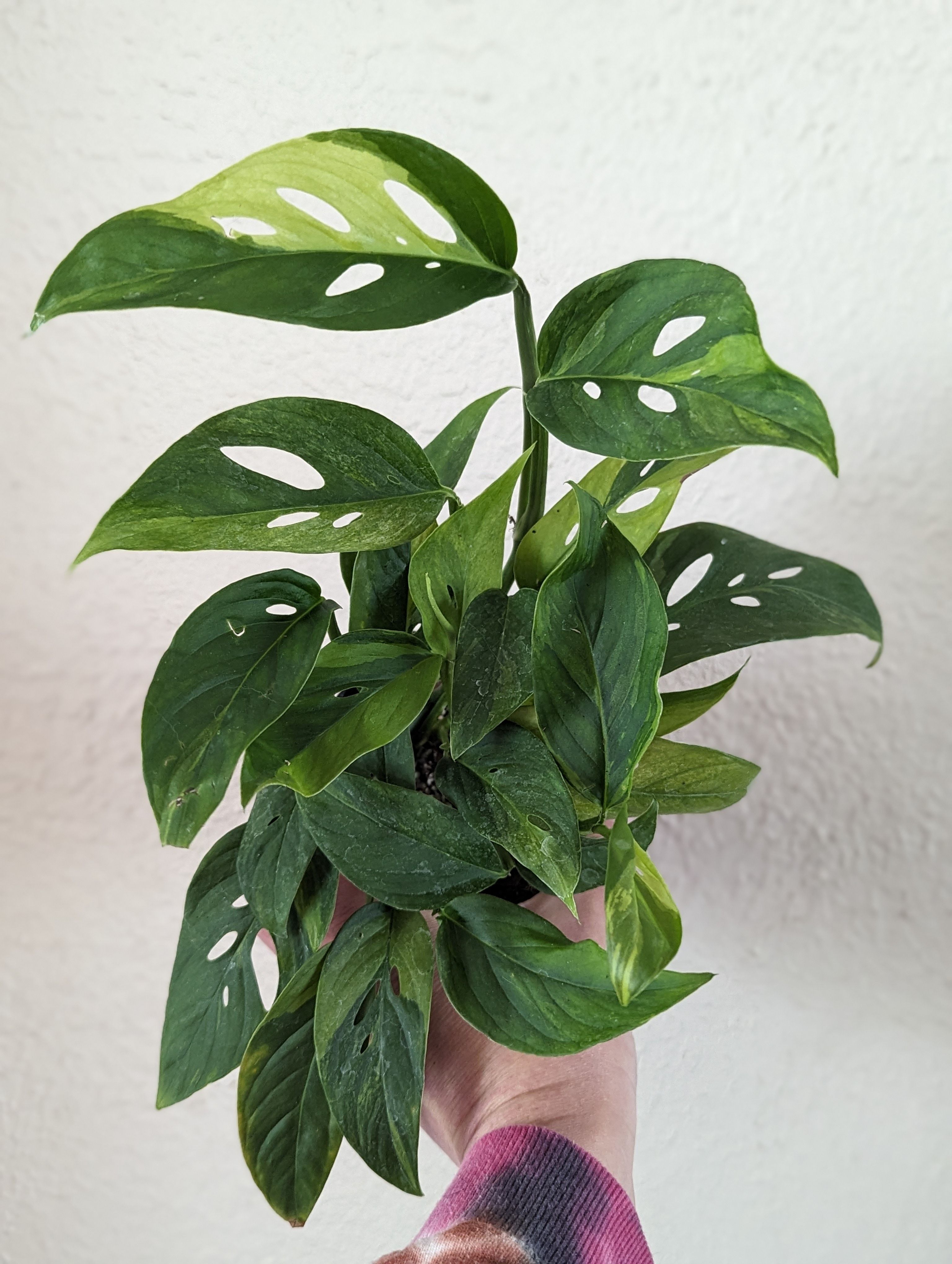 KhK-13》Monstera adansonii variegata “mint” モンステラ